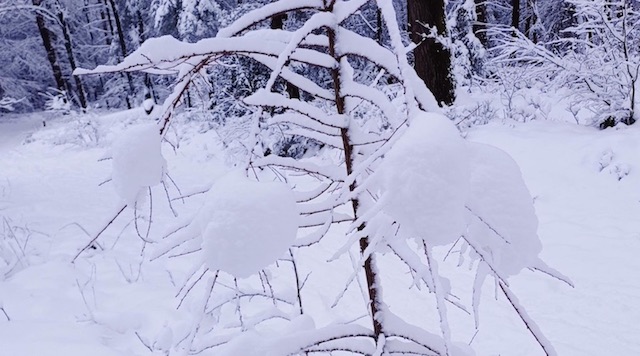 3de Nieuwsbrief Dao De qi-gong, januari 2026